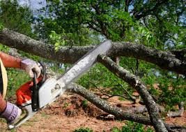 Lawn Renovation and Restoration in Algonac, MI