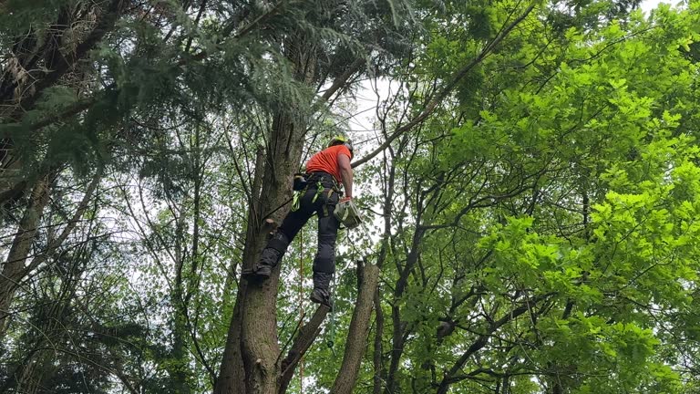 Reliable Algonac, MI Tree Services Solutions