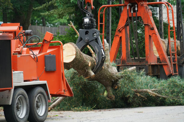 How Our Tree Care Process Works  in Algonac, MI